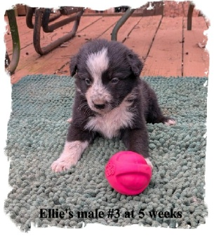 ABCA B/W male Border Collie out of working stock at 5 weeks